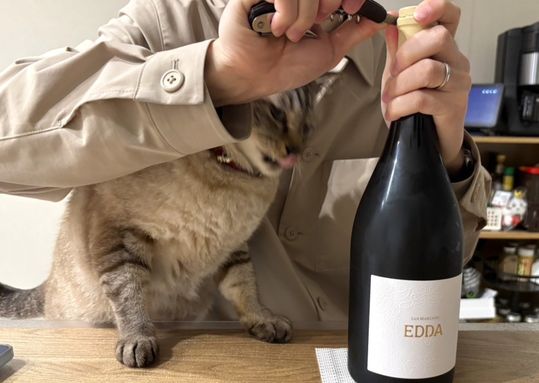 dショッピング |すみっコぐらし てのりぬいぐるみ (ねこ