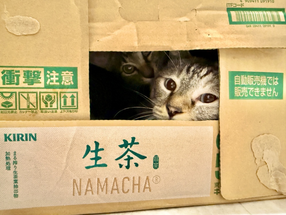 チャッピー様リクエスト作品『ねこづくし』 Cat doing the paper cup challenge [Talking cat] [Cat dubbing