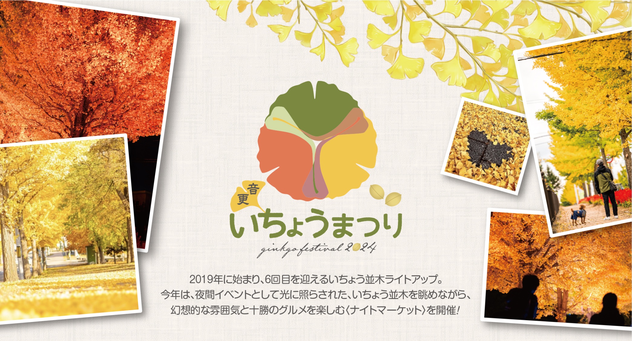 1,016本のいちょう並木が見頃！ 音更町でライトアップと「いちょう