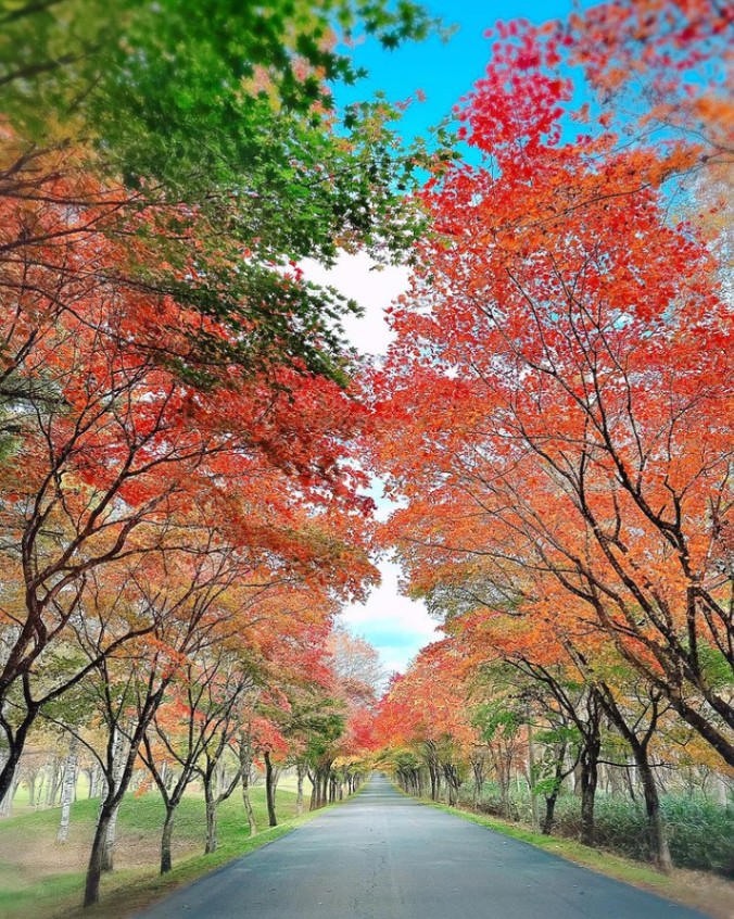 過ぎた十勝の紅葉を、写真で振り返ろう #紅葉十勝 - Chai Cross