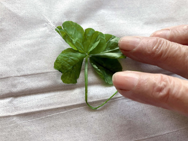 三つ葉のクローバー サンクスレター・七つ葉のクローバーキューブ(グリーン) - (テレビでも