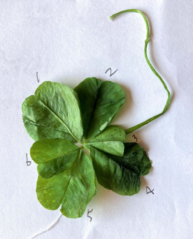 帯広で激レア「六つ葉のクローバー」発見！ 葉の数にはどんな