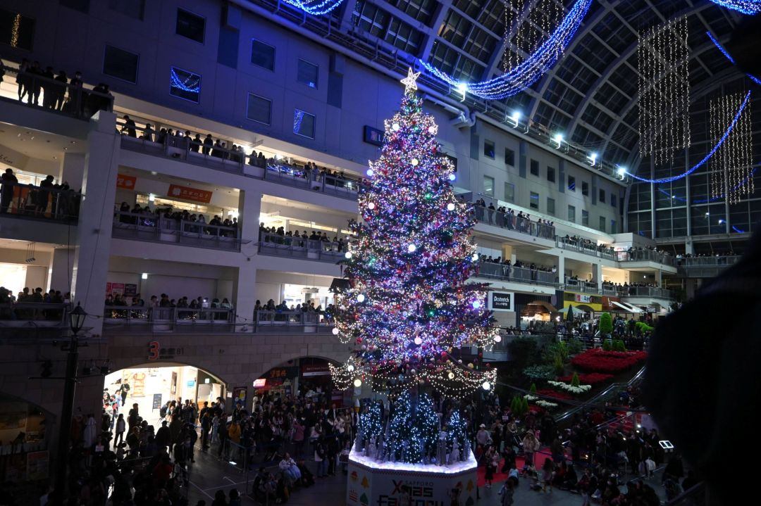 札幌ファクトリーで広尾のトドマツがジャンボクリスマスツリーに