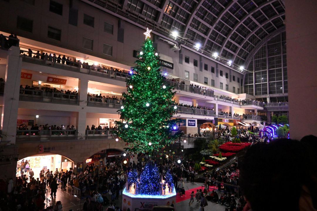 札幌ファクトリーで広尾のトドマツがジャンボクリスマスツリーに