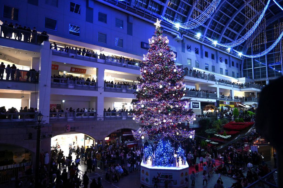 札幌ファクトリーで広尾のトドマツがジャンボクリスマスツリーに