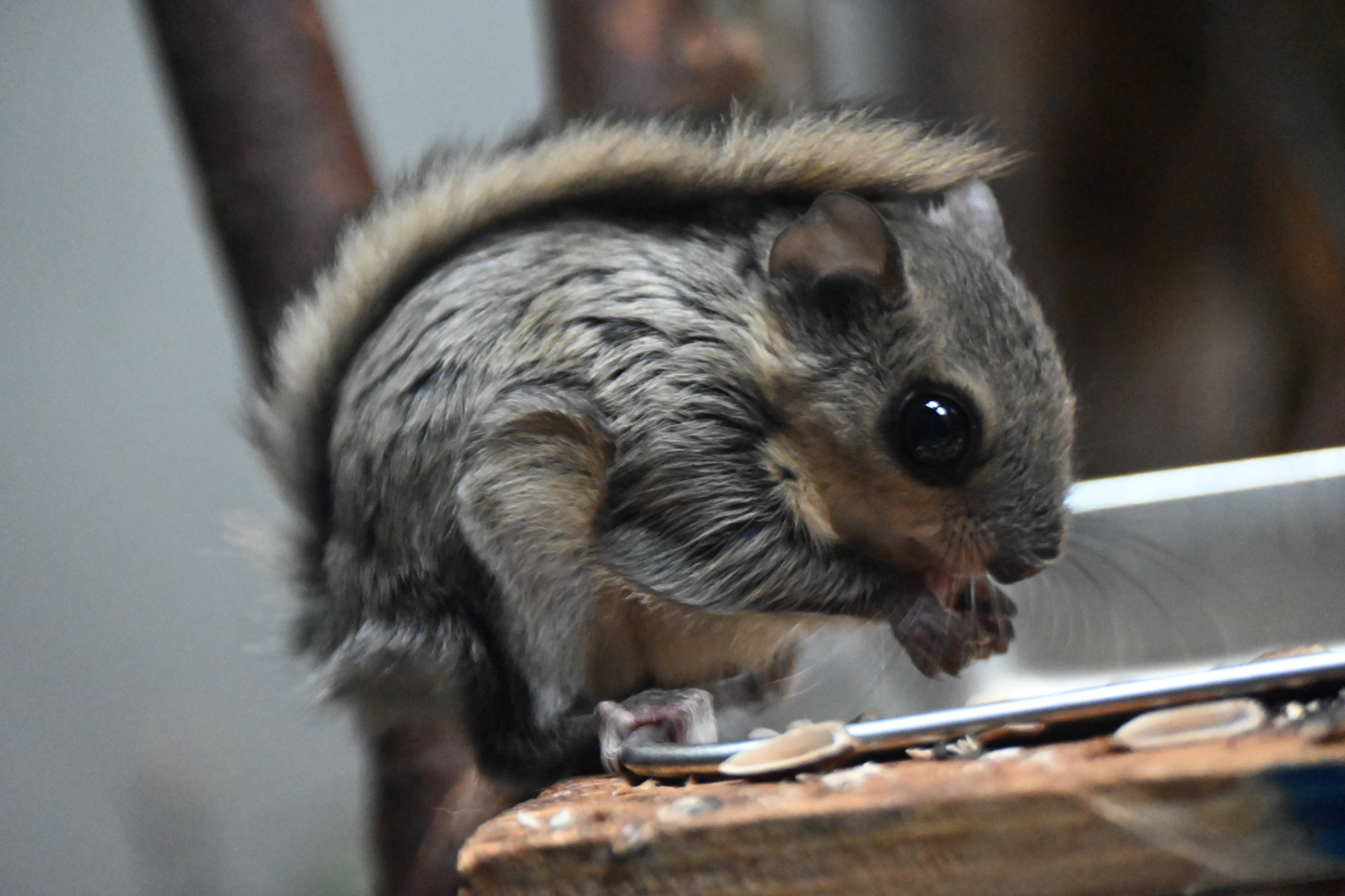 14年ぶりにエゾモモンガの赤ちゃんが誕生！ おびひろ動物園 - Chai