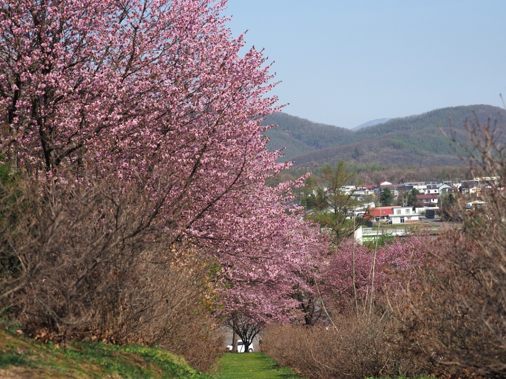 chaiふぉと部が撮る十勝の桜2024 清水編 - Chai Cross（チャイクロス