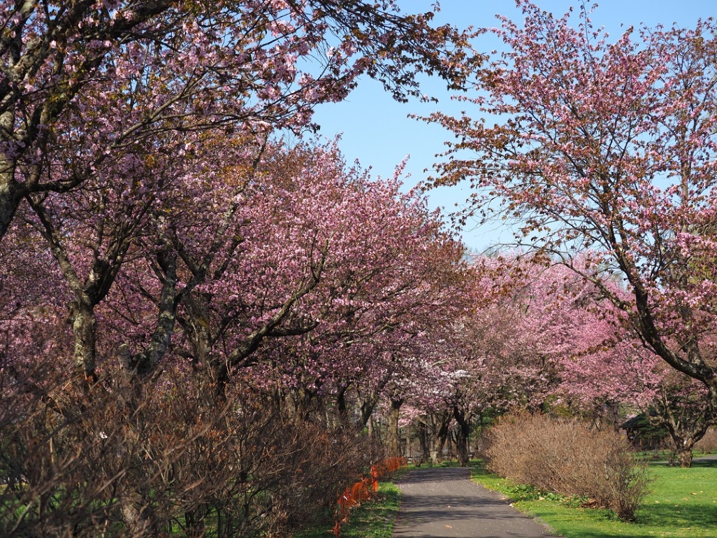 chaiふぉと部が撮る十勝の桜2024 清水編 - Chai Cross（チャイクロス