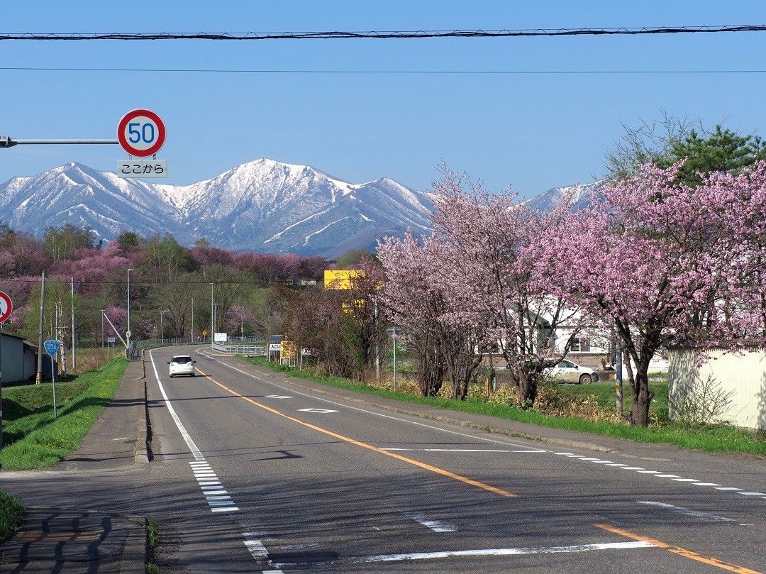 chaiふぉと部が撮る十勝の桜2024 清水編 - Chai Cross（チャイクロス