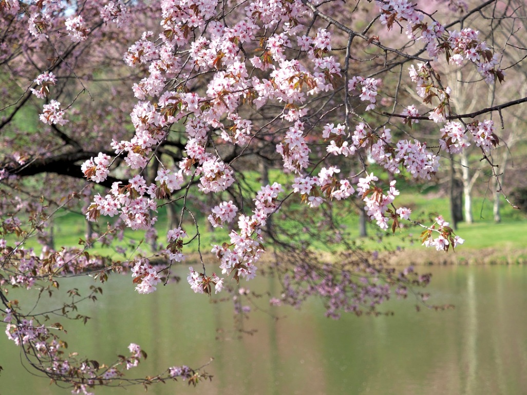 chaiふぉと部が撮る十勝の桜2024 清水編 - Chai Cross（チャイクロス