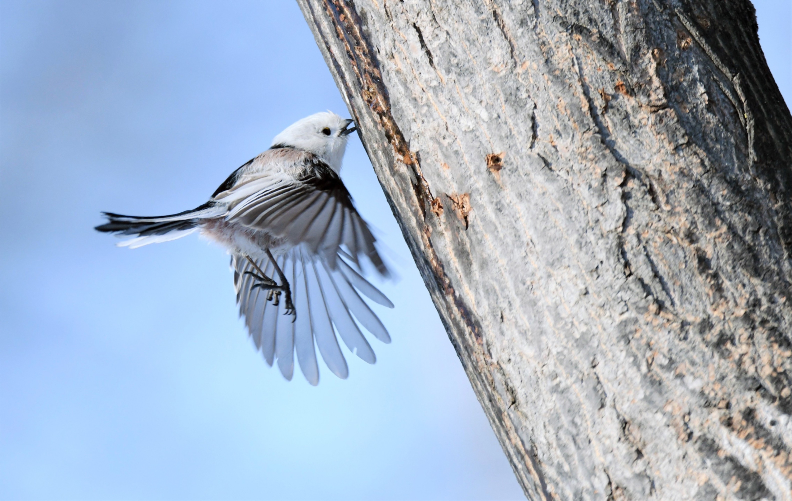 つぶらな瞳にみんなメロメロ 1月20日はシマエナガの日 - Chai Cross