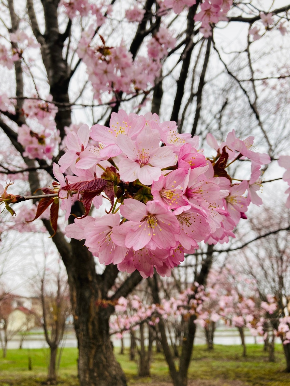 勝毎のカメラマンが切り取った十勝の春をお届け！ “さくらの写真館