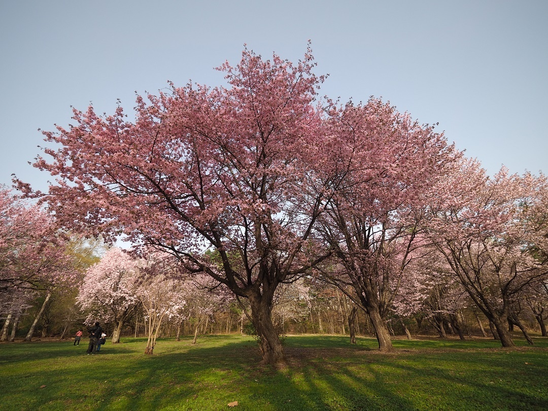 十勝帯広でも桜が開花！ ふらっと寄れる帯広近郊の「桜名所