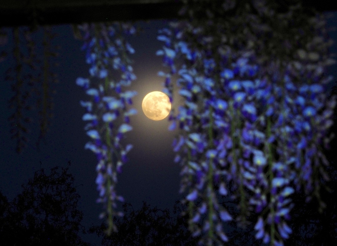 今夜は満月「フラワームーン」 季節の花と撮影しよう！ - Chai Cross 