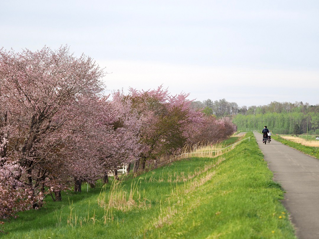 chaiふぉと部が撮る十勝の桜2024 音更編 - Chai Cross（チャイクロス