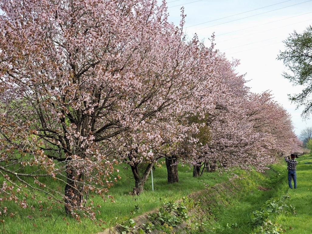 chaiふぉと部が撮る十勝の桜2024 音更編 - Chai Cross（チャイクロス