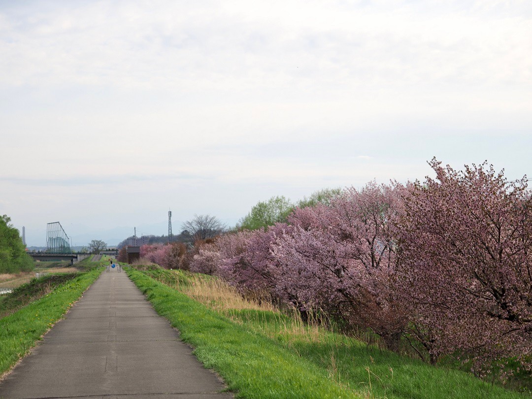 chaiふぉと部が撮る十勝の桜2024 音更編 - Chai Cross（チャイクロス