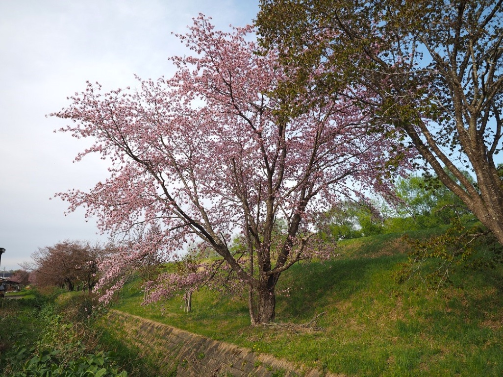 chaiふぉと部が撮る十勝の桜2024 音更編 - Chai Cross（チャイクロス