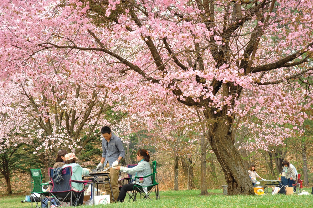 今年の桜はどこで見る？ 十勝の名所25か所を一挙公開🌸 - Chai Cross