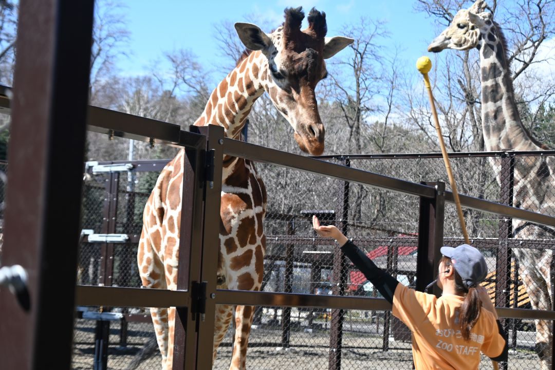 キリンの「引っ越し」、進捗はどう？ おびひろ動物園の「新キリン館