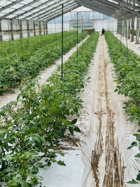 立花農園｜あおもり農福連携プロジェクト｜農業と福祉をつなぎ、安